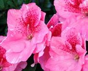 Azaleas