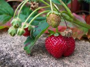 Strawberries