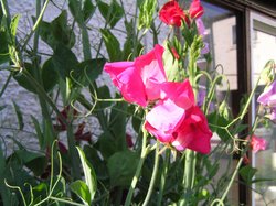 SweetPeas