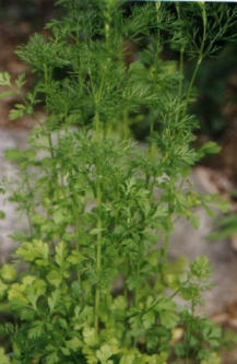 Coriander