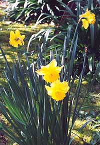 Daffodils