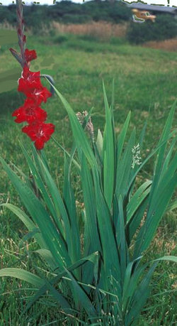 Gladiolus