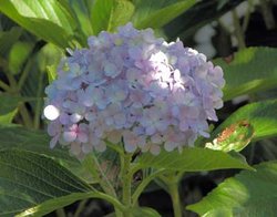 Hydrangeas