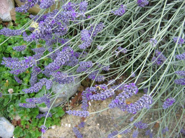 Lavender