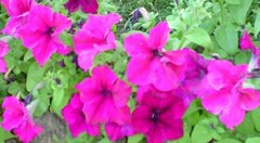 Petunia