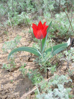 Tulips